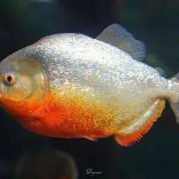 Red-bellied Piranha, photo 5