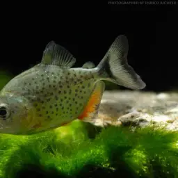 Red-bellied Piranha, photo 6
