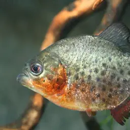 Red-bellied Piranha, photo 7