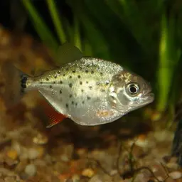 Red-bellied Piranha, photo 8