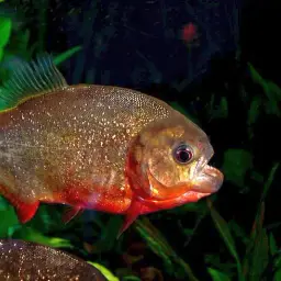 Red-bellied Piranha, photo 9