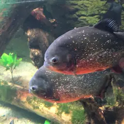 Red-bellied Piranha, photo 11