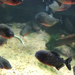 Red-bellied Piranha, photo 12