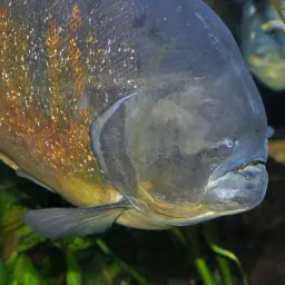 San Francisco Piranha, photo 2