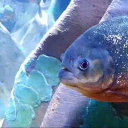 San Francisco Piranha, photo 4