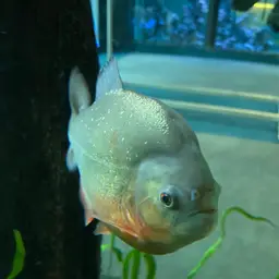 San Francisco Piranha, photo 6