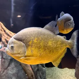 San Francisco Piranha, photo 7