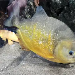 San Francisco Piranha, photo 8