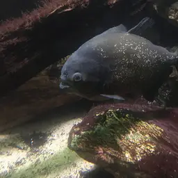 San Francisco Piranha, photo 9