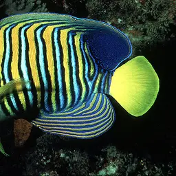 Bluebanded Angelfish