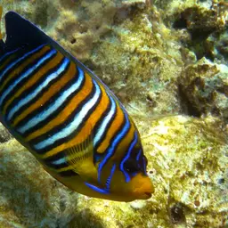 Bluebanded Angelfish, photo 2