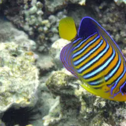 Bluebanded Angelfish, photo 3