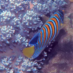 Bluebanded Angelfish, photo 4