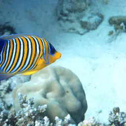 Bluebanded Angelfish, photo 5