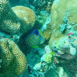 Bluebanded Angelfish, photo 6