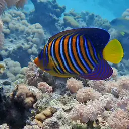 Bluebanded Angelfish, photo 7