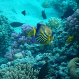 Bluebanded Angelfish, photo 8