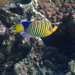 Bluebanded Angelfish, photo 9