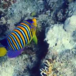 Bluebanded Angelfish, photo 10