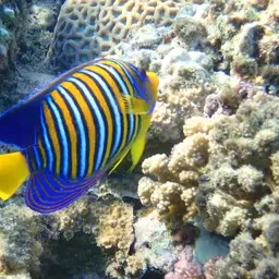 Bluebanded Angelfish, photo 11