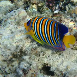 Bluebanded Angelfish, photo 12