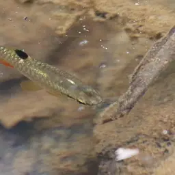 Short-lined Pyrrhulina, photo 2