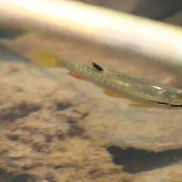 Short-lined Pyrrhulina, photo 3