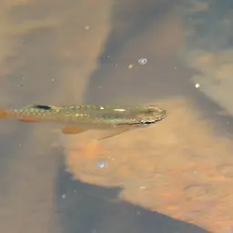 Short-lined Pyrrhulina, photo 4