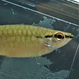 Short-lined Pyrrhulina, photo 5