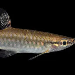 Short-lined Pyrrhulina, photo 1