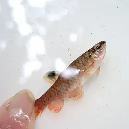 Short-lined Pyrrhulina, photo 6