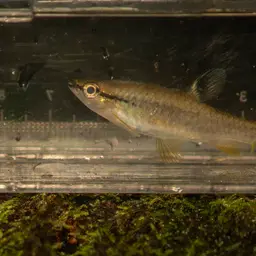 Short-lined Pyrrhulina, photo 11