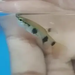 Banded Pyrrhulina