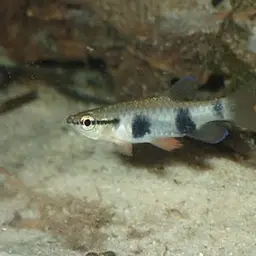 Banded Pyrrhulina, photo 3