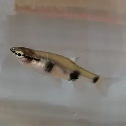 Banded Pyrrhulina, photo 4