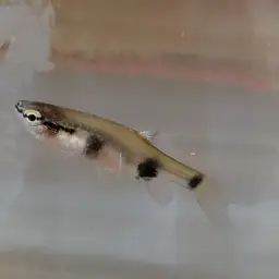Banded Pyrrhulina, photo 5