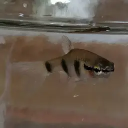 Banded Pyrrhulina, photo 7