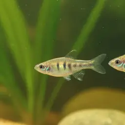 Barred Topminnow