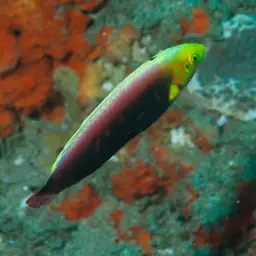 Rainbow wrasse, photo 1