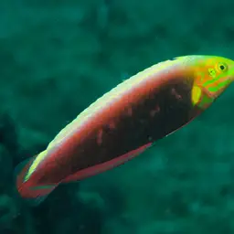 Rainbow wrasse, photo 2