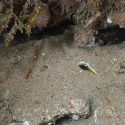 Rainbow wrasse, photo 3