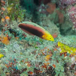 Rainbow wrasse, photo 4