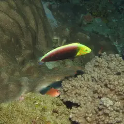 Rainbow wrasse, photo 6
