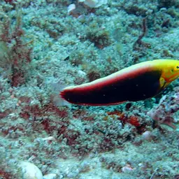 Rainbow wrasse, photo 7