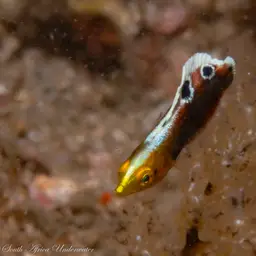 Rainbow wrasse, photo 8