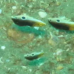 Rainbow wrasse, photo 9