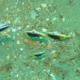 Rainbow wrasse, photo 10