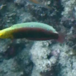 Rainbow wrasse, photo 11