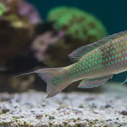 Rainbow wrasse, photo 12