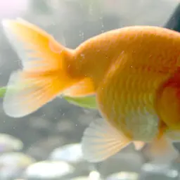Ranchu Goldfish, photo 2